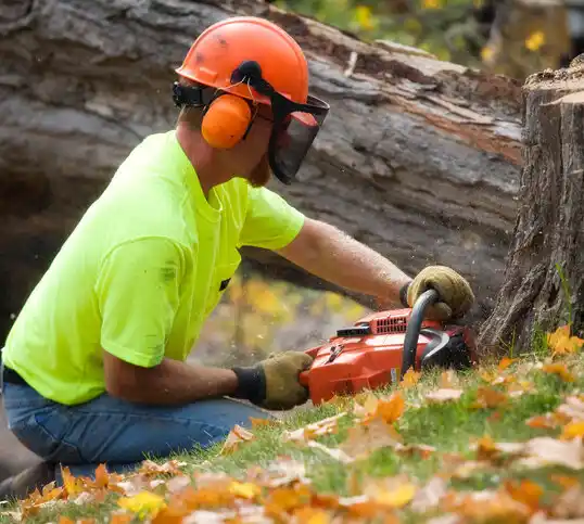 tree services Greenvale